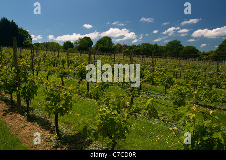 Young grape vines planted at the Chapel Down winery in Tenterden, Kent, England. Stock Photo