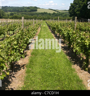 Young grape vines planted at the Chapel Down winery in Tenterden, Kent, England. Stock Photo