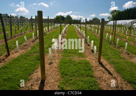 Young grape vines planted at the Chapel Down winery in Tenterden, Kent, England. Stock Photo