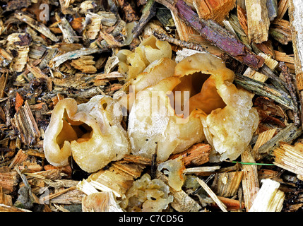 Blistered Cup Fungus, Peziza vesiculosa, Pezizaceae. Stock Photo