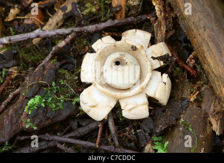 Collared Earthstar, Geastrum triplex, Geastraceae. Stock Photo