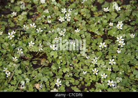 Ranunculus omiophyllus, Round-leaved Crowfoot. Stock Photo