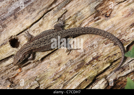 Common or Viviparous Lizard - Lacerta vivipara Stock Photo