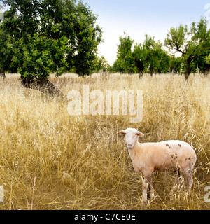 Mediterranean sheep on wheat and almond trees field in Majorca spain Stock Photo