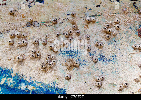 Fouling sea life on landed aged boat hull like grunge texture Stock Photo