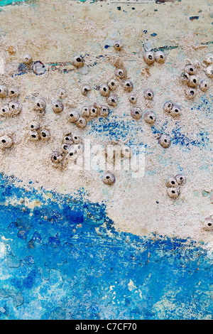 Fouling sea life on landed aged boat hull like grunge texture Stock Photo