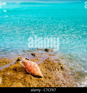 Amphora roman clay pottery with marine fouling in Mediterranean rock beach Stock Photo