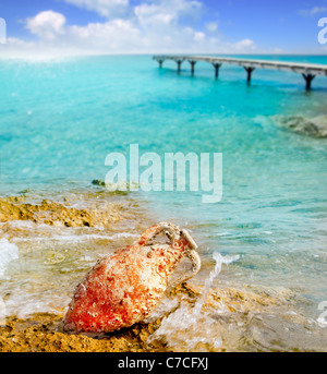 Amphora roman clay pottery with marine fouling in Mediterranean rock beach Stock Photo