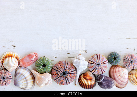 Border of Mediterranean seashells, urchins and rocks on painted wood background Stock Photo