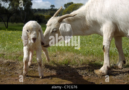 White domestic goat with a newborn kid in a meadow. Stock Photo
