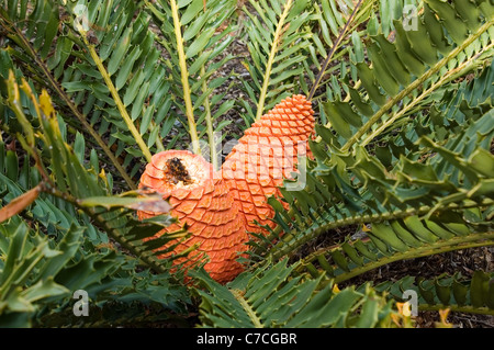 Encephalartos lebomboensis. Family Zamiaceae, from the Cycad family Stock Photo