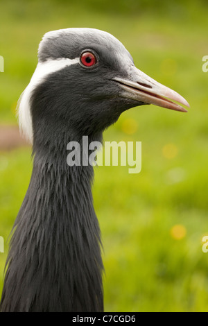 Demoiselle Crane (Anthropoides virgo). Head. Portrait. Raised neck plumage, open bill, communicating anxiety at the approach of keeper. Stock Photo