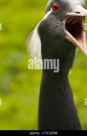 Demoiselle Crane (Anthropoids virgo). Stock Photo