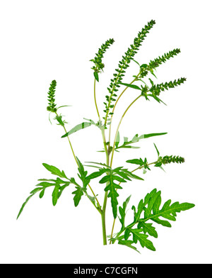 Ragweed plant in allergy season isolated on white background, common allergen Stock Photo