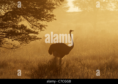 Ostrich (Struthio camelus) in dust, early morning, Kgalagadi Transfrontier Park, South Africa