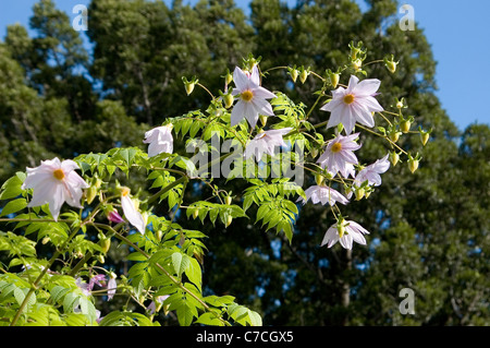 Close-up of the flowers of the Tree Dahlia (Dahlia imperialis) also known as Bell Tree Dahlia. Stock Photo