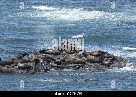 California sea lions hauled out on rock Stock Photo