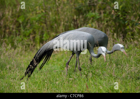 Blue, Paradise or Stanley Cranes (Anthropoides paradisea). Pair foraging. Stock Photo