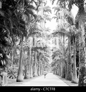 Man walking down avenue of palm trees at Rio de Janeiro, in this historical picture from Brazil, 1950s by J. Allan Cash. Stock Photo