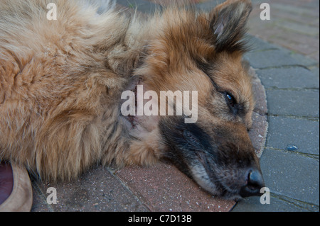 German shepherd dog showing scar from operation to remove cancerous tumor. Stock Photo
