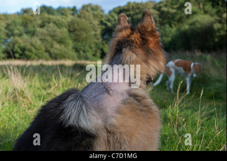 Gernan shepherd dog showing scars from operation to remove tumors UK dogs Stock Photo