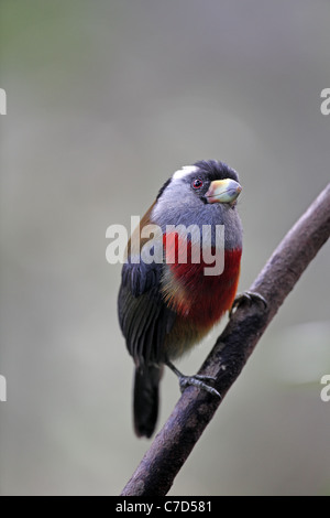 Toucan Barbet, Semnornis ramphastinus, at Angel pax Stock Photo