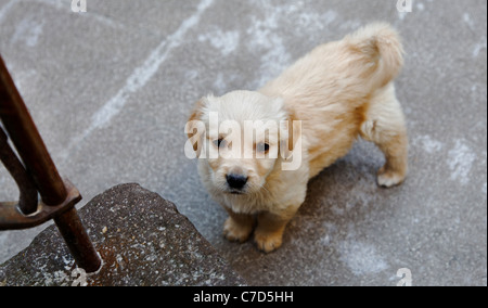 landscape portraiture of a lonely looking sad faced Golden Retiever puppy on a stone flagged floor leading to steps and handrail Stock Photo