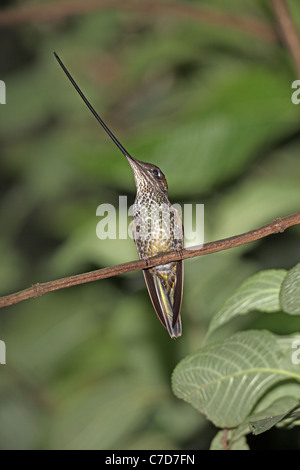 Sword-billed hummingbird, Ensifera ensifera roosting at Guango Stock Photo