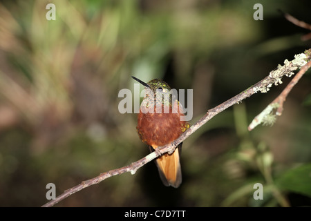 Chestnut-breasted Coronet, Boissonneaua matthewsii, at Guango Stock Photo