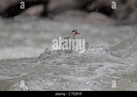 Torrent Duck, Merganetta armata, male at Guango Stock Photo
