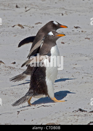 Gentoo Penguins (pygoscelis papua) on the beach, Saunders Island, Falklands