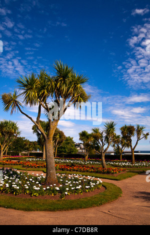 Palm trees in the beautiful gardens on the seafront on Torquay, Devon in England Stock Photo
