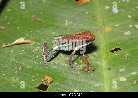 Ecuador Poison Frog, Ameerega (Epipedobates) bilinguis at Sacha Lodge Stock Photo