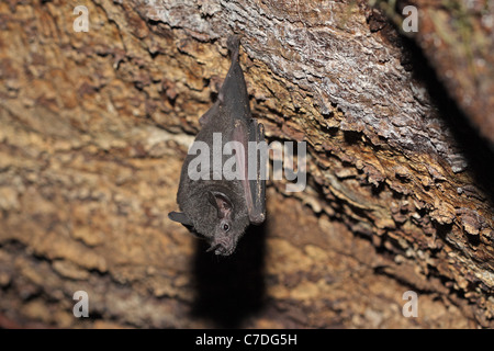 Seba's Short-tailed Fruit Bat, Carollia perspicillata, roosting in a tree during the day at Sacha Lodge Stock Photo