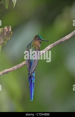 Violet-tailed Sylph, Aglaiocercus coelestis, at Sacha Tamia Stock Photo