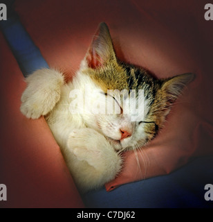 cat sleeping in pink bed Stock Photo