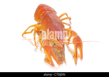 Hot boiled crayfish on white background Stock Photo