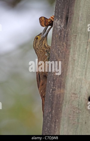 Strong-billed Woodcreeper, Xiphocolaptes promeropirhynchus, at Sacha Tamia Stock Photo