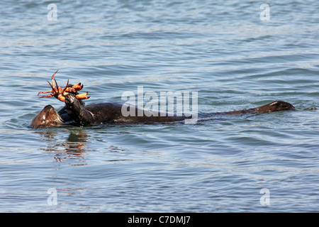 An Endangered Sea Otter (Enhydra lutris nereis) Eats a Crab in the Waters of California
