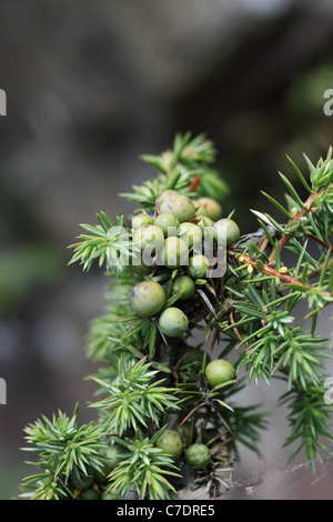 Juniper Berries Juniperus communis Teesdale County Durham UK Stock Photo