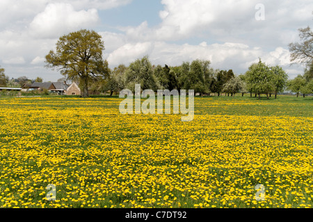 Meadow full of dandelions in the background, a perry pear orchard and apple cider (Domfrontais,  Orne, Normandy, FR). Stock Photo