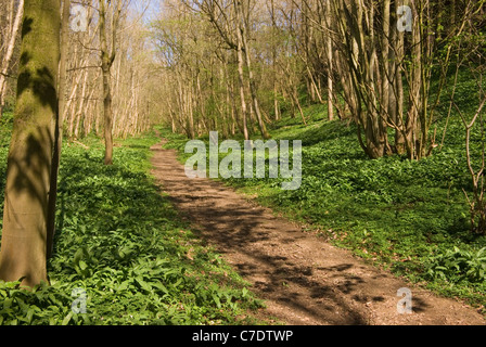 Path through coppiced beech woodland with ramsons Stock Photo