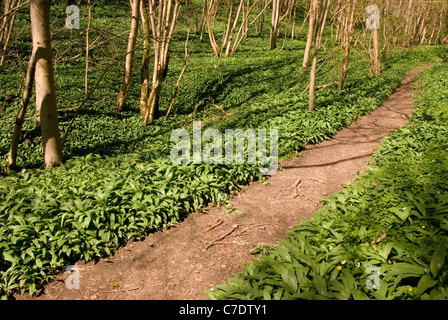 Path through coppiced beech woodland with ramsons Stock Photo