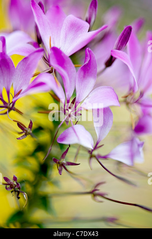 Close-up image of the beautiful summer flowering Cleome hassleriana 'Violet Queen' pink flower