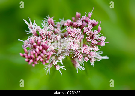 Close-up, macro image of the delicate pink flowers of Eupatorium cannabinum commonly known as Hemp Agrimony or holy rope. Stock Photo
