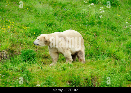 Walter the polar bear (Ursus maritimus) at Highland Wildlife Park, Kincraig, Kingussie, Scotland, UK Stock Photo