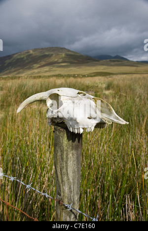 Skull of a sheep on a wooden fence post with barbed wire. Stock Photo