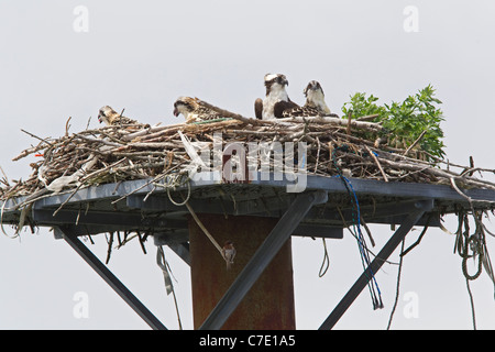 Osprey pair in nest with osprey chicks Stock Photo