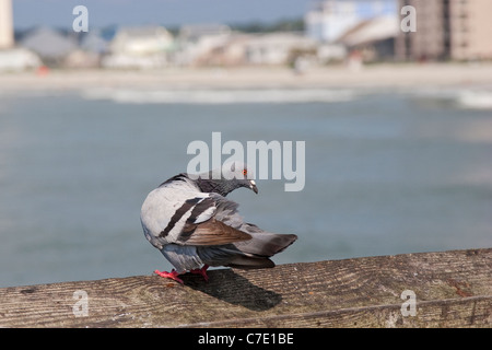 Pigeon perched on pier railing Stock Photo
