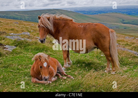 Dartmoor pony mare and foal Stock Photo